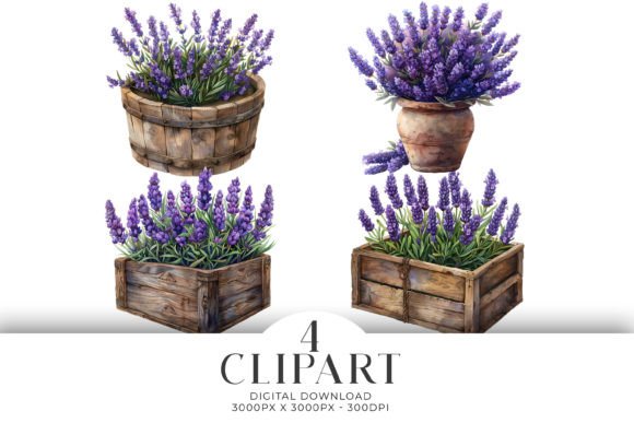 Download Lavender in Boxes Clipart Illustrations - Clipart Collection